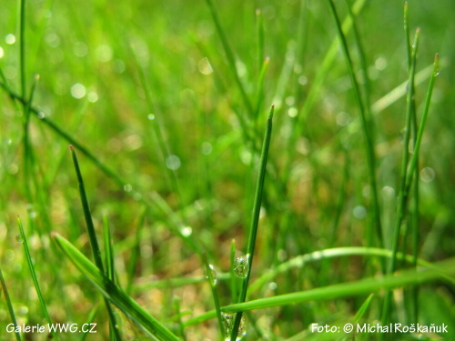 Rosa - Foto: © Michal Roškaňuk Rosa - Foto: © Michal Roškaňuk